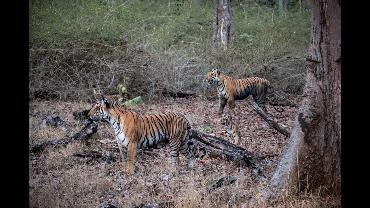 Incredible sighting of a tiger family in Kabini, India 🇮🇳