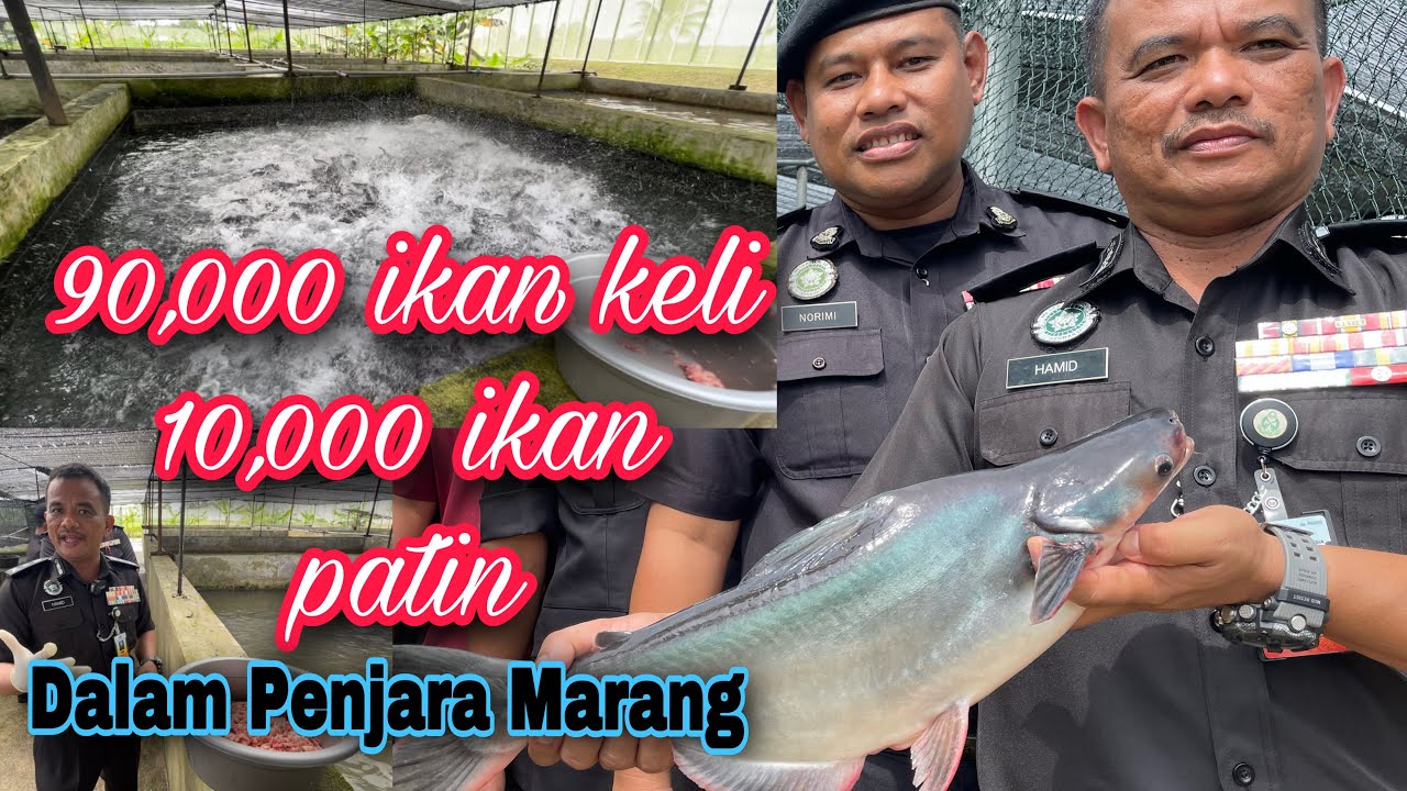 Ikan keli Penjara Marang usia sebulan lebih sudah boleh jual, apa rahsia?