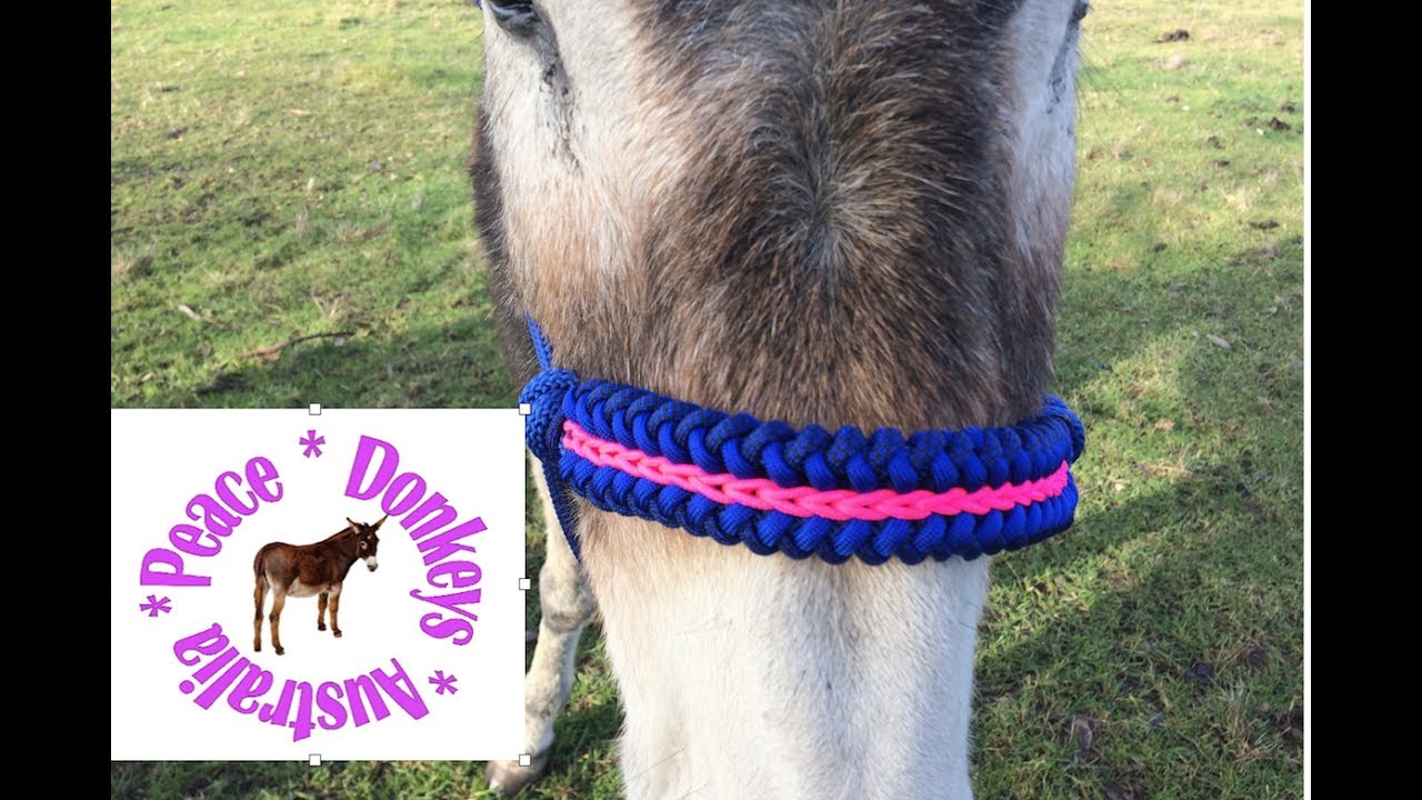 Sanctified modified centre chain noseband for rope horse halter