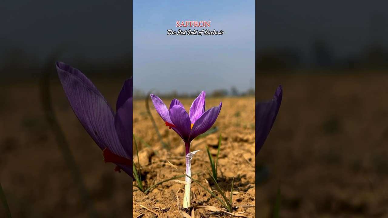 Kashmiri Saffron || Red Gold of Kashmir Saffron || Saffron Cultivation #kashmirviews #love