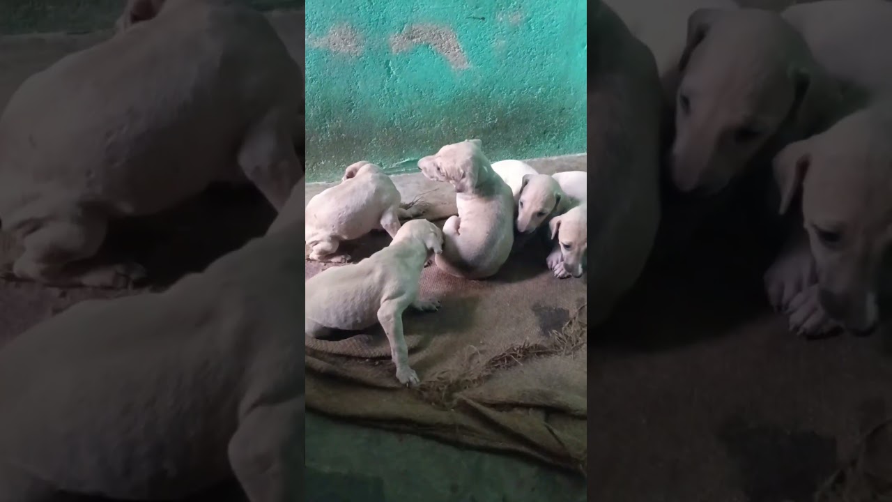 Hunting Dog's Puppies | Indian Hound  | 