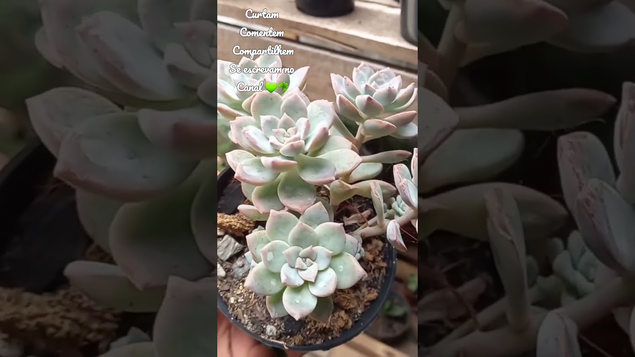 graptoveria super primavera no auge da beleza    #nature #cactus #succulents #sergipe #viral