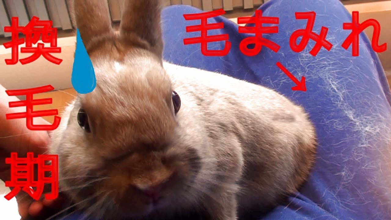 【Brush a Rabbit】ｳｻｷﾞの換毛期！こんなに抜けるの！？