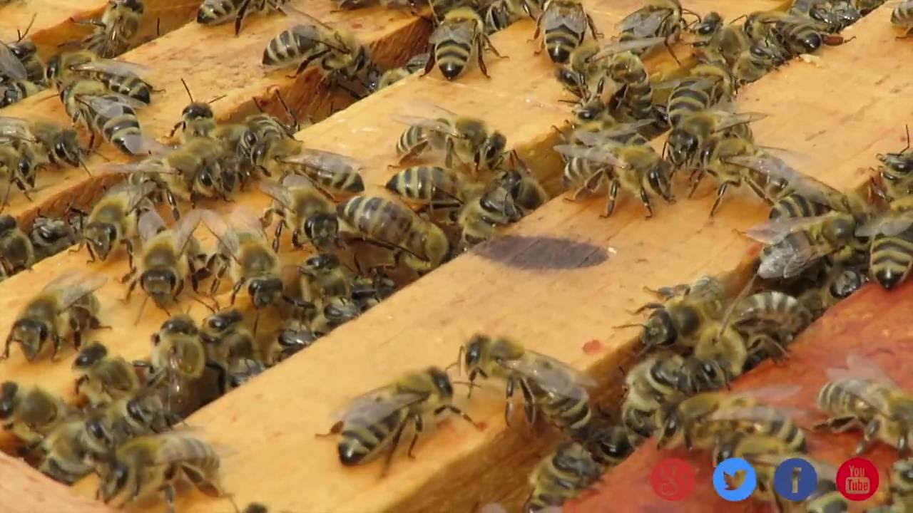 Doku &uuml;ber Bienenk&ouml;nigin, Drohn, Eier, Arbeiterin, Bl&uuml;enpollen, Propolis
