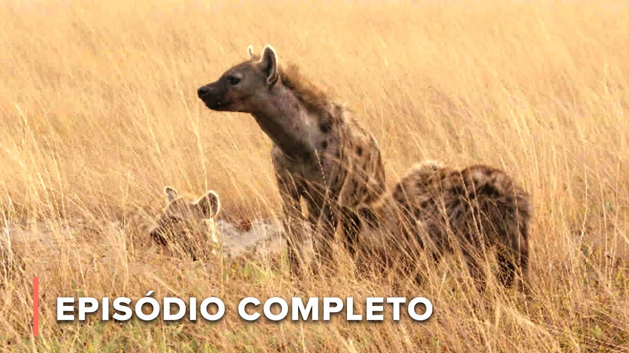 Guerra dos gnus: A ca&ccedil;ada &eacute;pica do cl&atilde; das hienas | Ca&ccedil;adores da &Aacute;frica 106