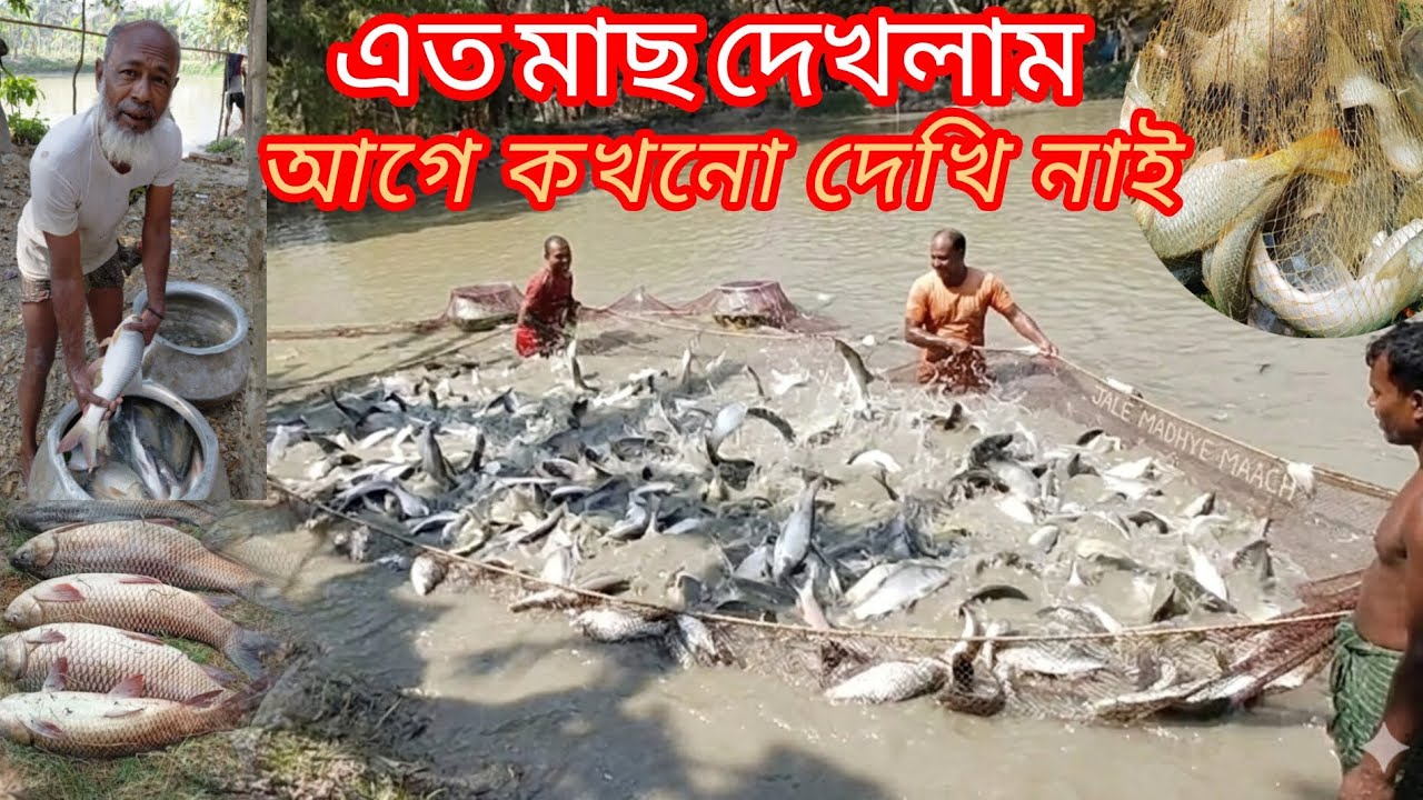 সবাই মিলে জাল টানলাম, আর জালে ধরা পড়লো বিশাল সব মাছ! মাছের লাফালাফি দেখার মতো ছিল। 😍🎣