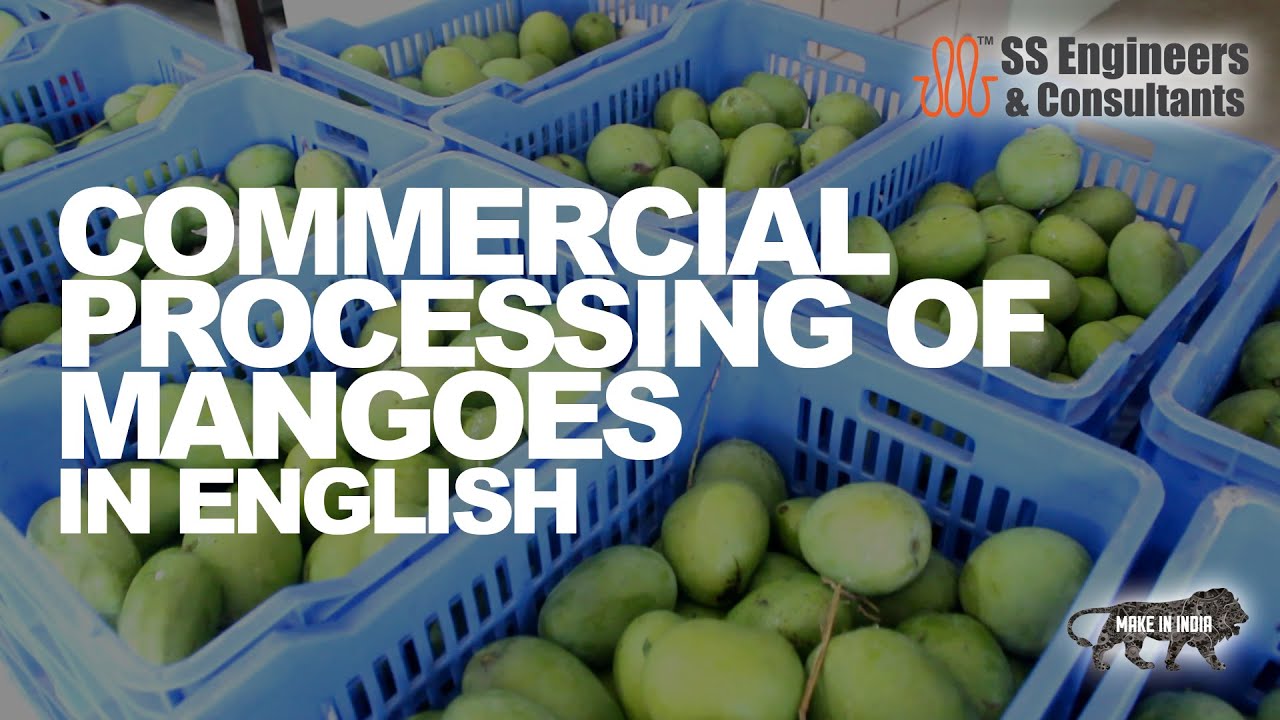 Processing of Mangoes 🥭| Mango sorting machine, Mango ripening machine, Mango PackHouse, Eradiation