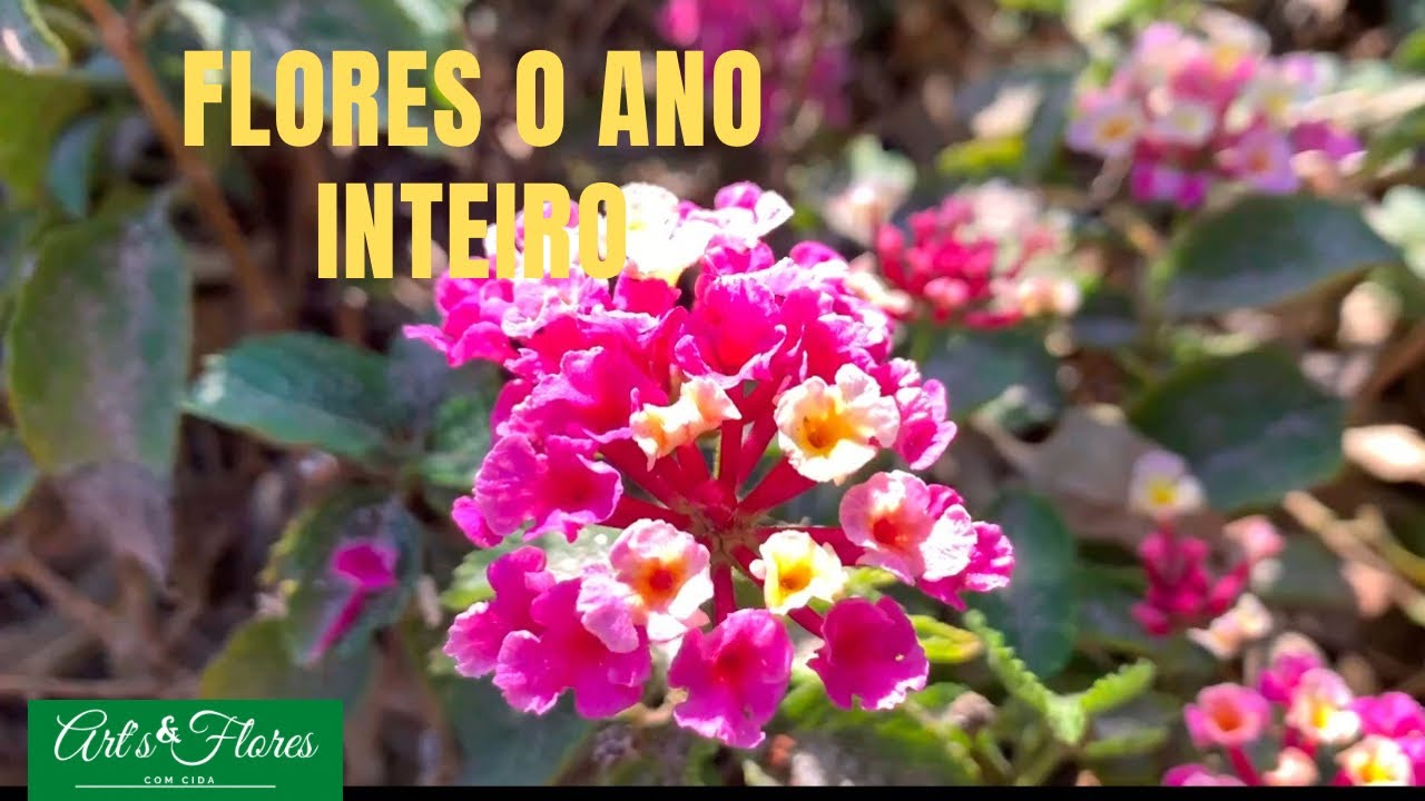 Elas vão deixar seu jardim florido o ano todo