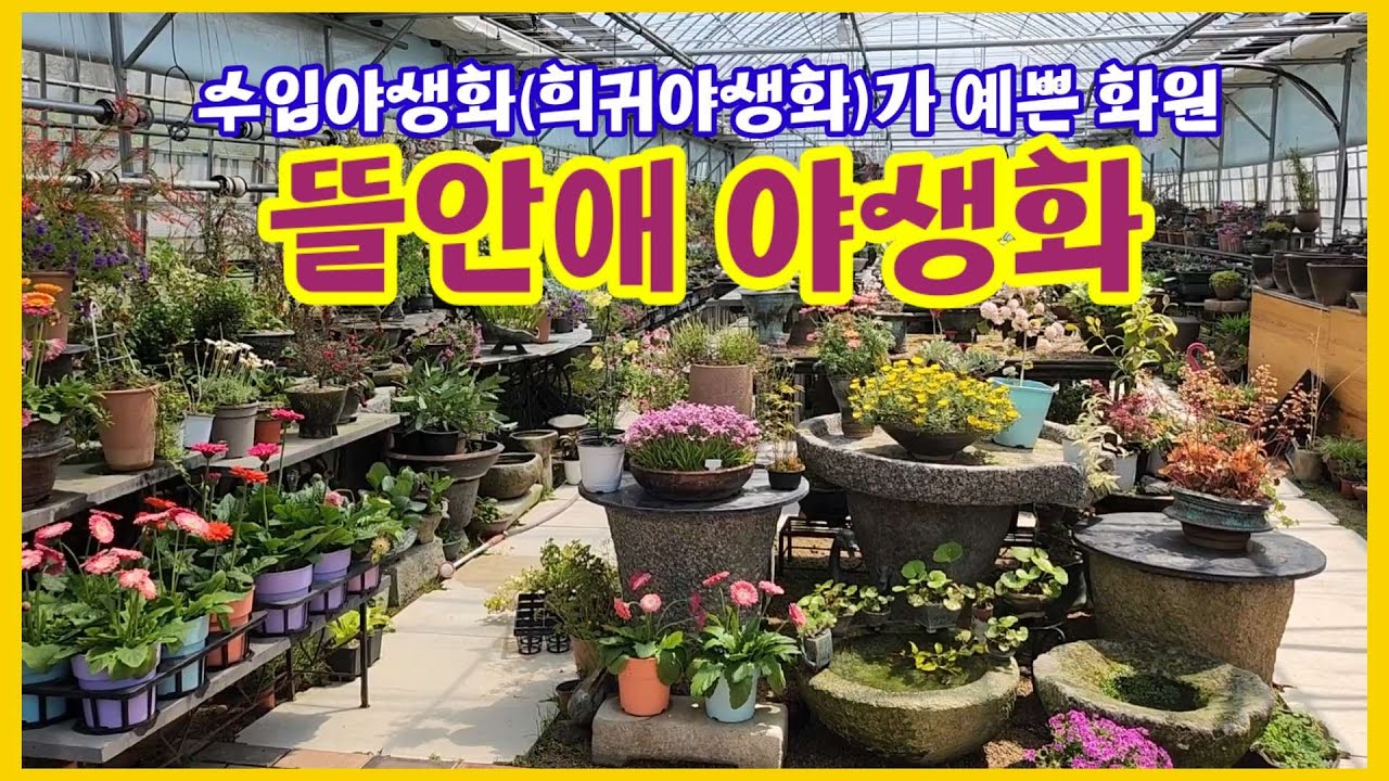 수입야생화(희귀야생화)가 예쁜 뜰안애야생화에서 꽃구경하세요#스테리아이즈(일본물망초)#바비아나#큰이와지도리#와트소니아#게이비붓꽃#대만꿩의다리#황화소백금자란#이색제비꽃