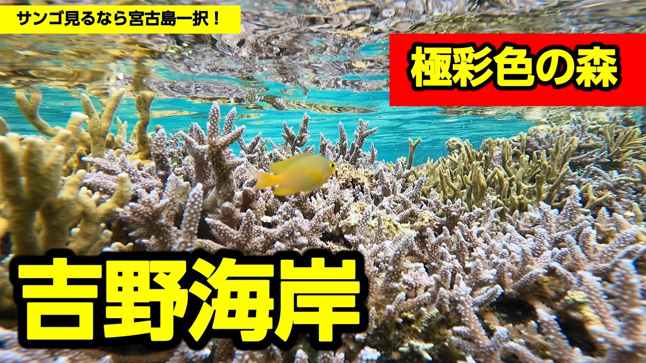 宮古島吉野海岸でシュノーケリング ビーチエントリーでもサンゴの森が広がるおすすめポイント 2024年5月