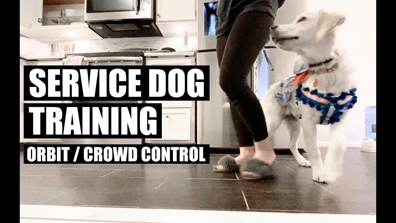 Service Dog Training - Orbit / Crowd Control