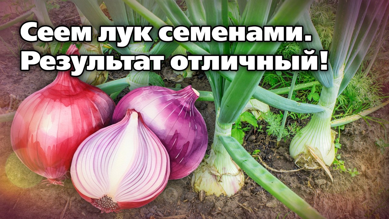 Какой лук можно посеять семенами  Рекомендации опытного садовода