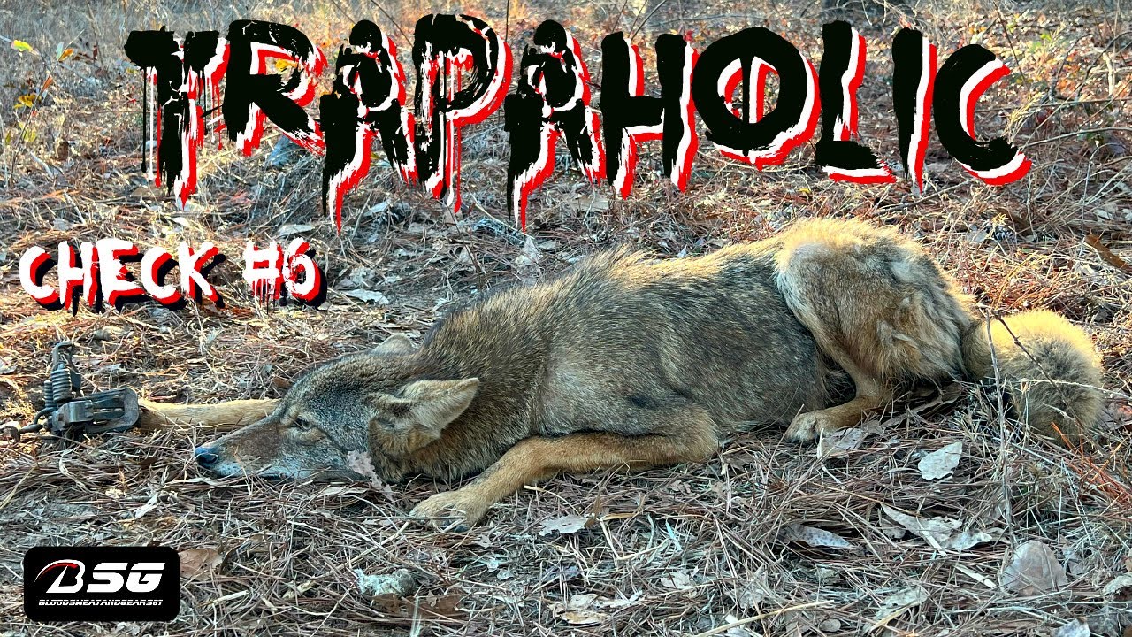 TRAPAHOLIC [CHECK #6] - 2nd Coyote of 2024!!! **MB-450 Toe Catch + Trap Resetting** #trapping #vlog