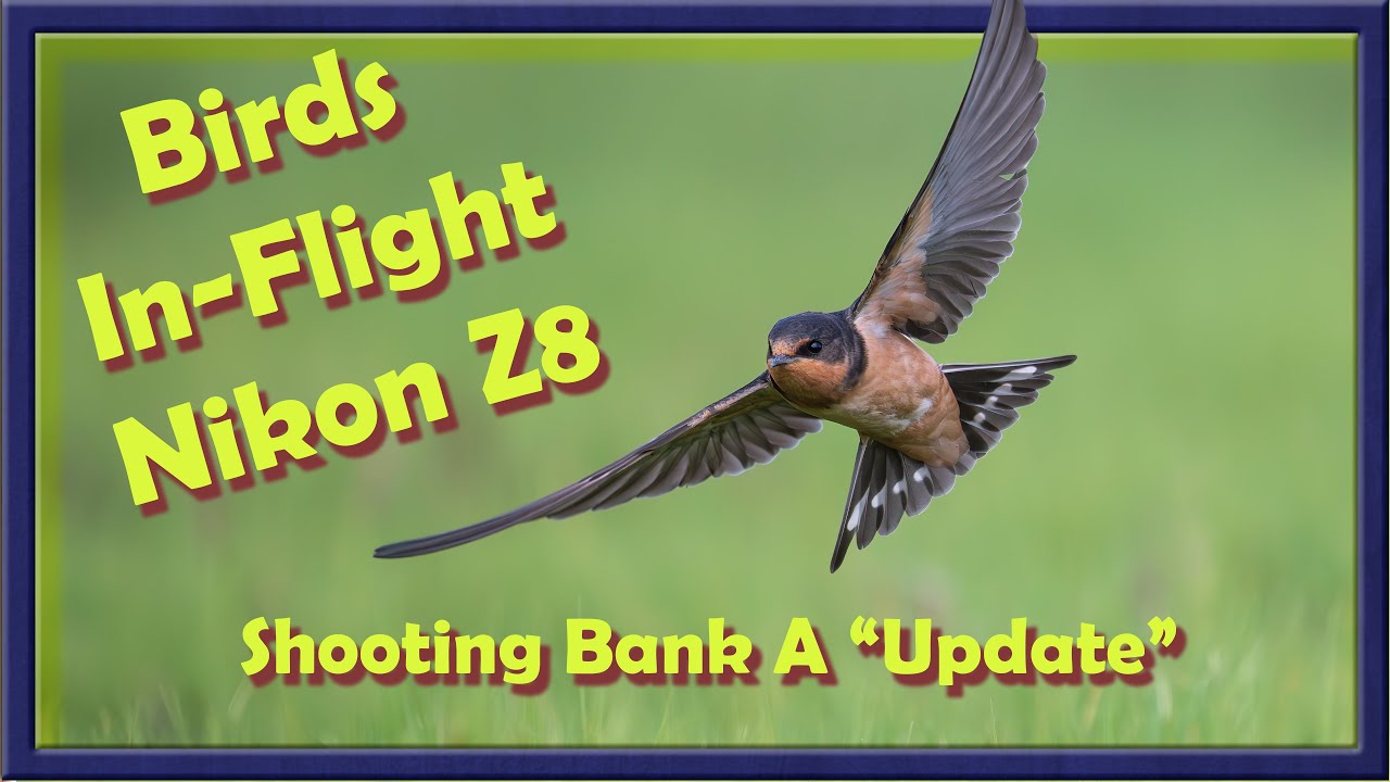 Birds Inflight Nikon Z8 Updates to my Shooting Bank A Settings- An evening with Barn Swallows