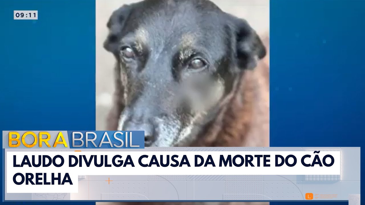 Cão Orelha: laudo aponta lesão contundente na cabeça | Bora Brasil