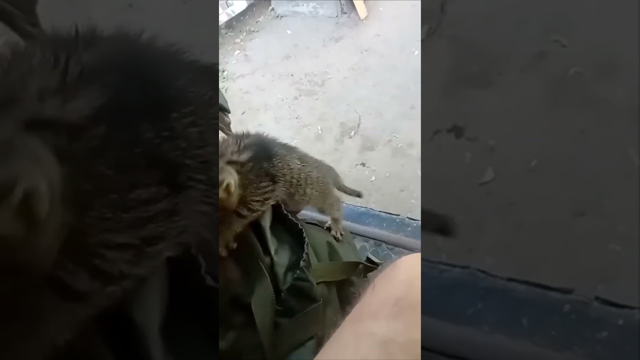 Найменьший побратим :-) ForFreedom #зсу #news #ua #drone #fly #shorts #army #cat