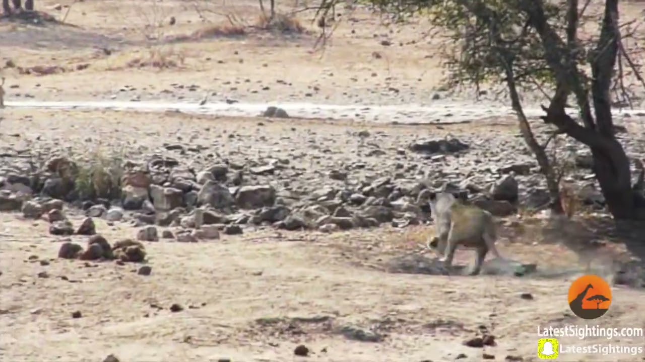 Worst Lion Hunt Fail Ever!!UTubeAnimalTv!