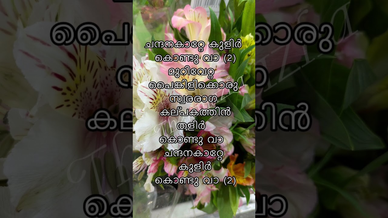 ഭീഷ്മാചാര്യ|ചന്ദനകാറ്റേ #kjyesudashits #spvenkatesh #yousafalikechery