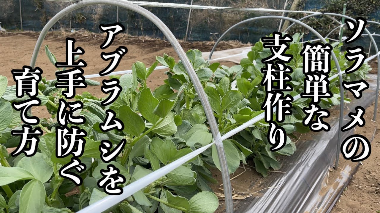 ソラマメ（そら豆）栽培・簡単な支柱の作り方とアブラムシを未然に防ぐコツ　22/3/28