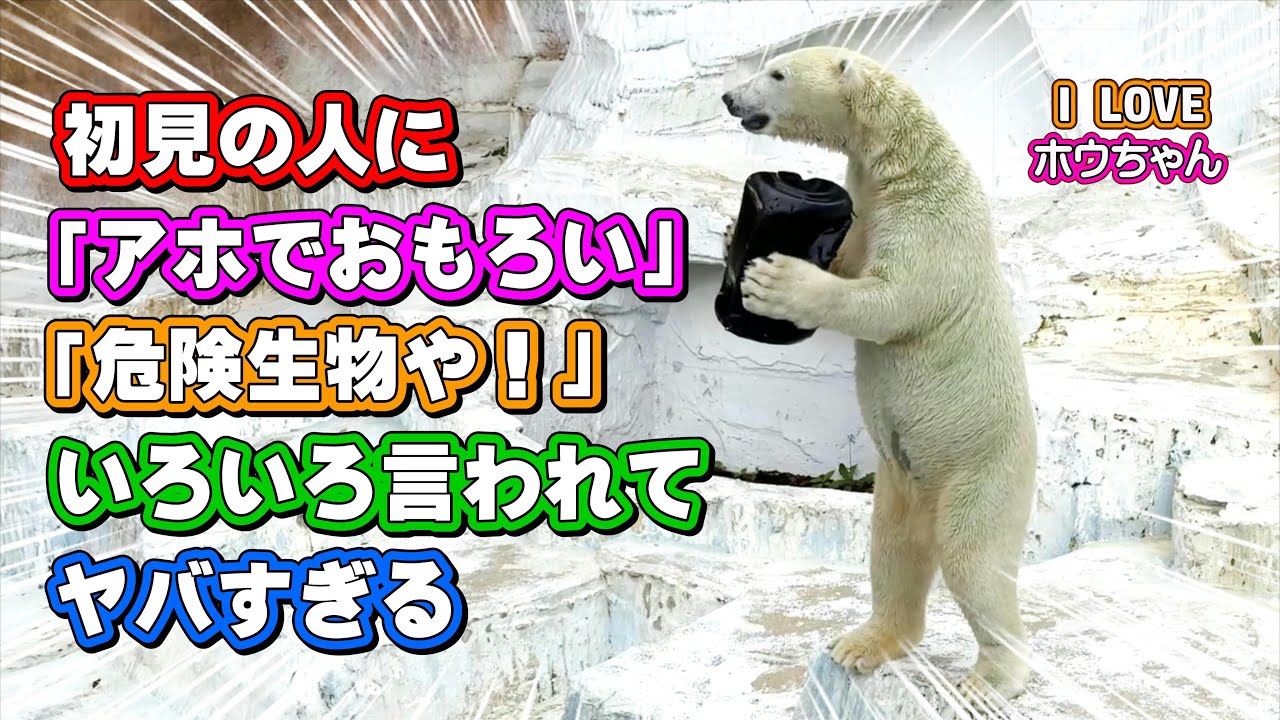初めてホウちゃんを見る人の「アホ過ぎておもろい！」「宇宙生物や！」感想がヤバすぎた！