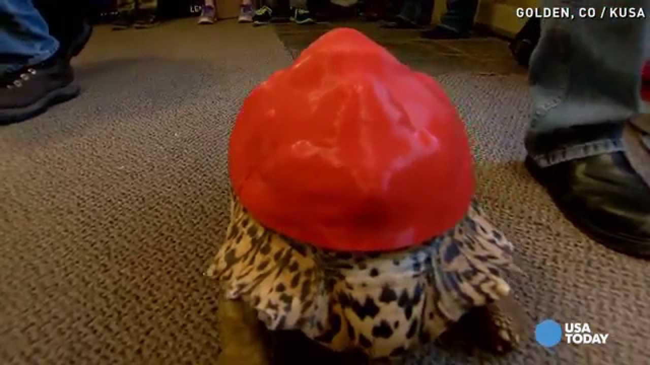 3D printer gives tortoise back its shell