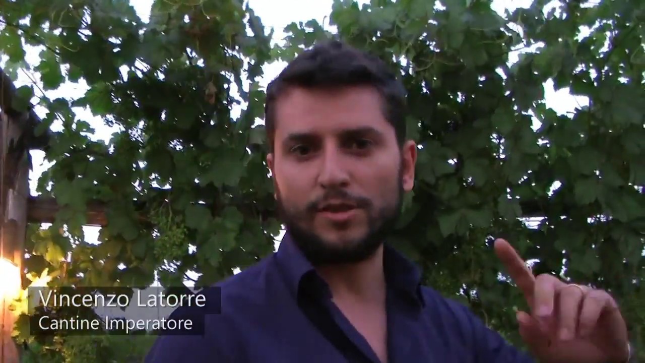 Adelfia (BA) - Vincenzo Latorre - Il vino di Adelfia