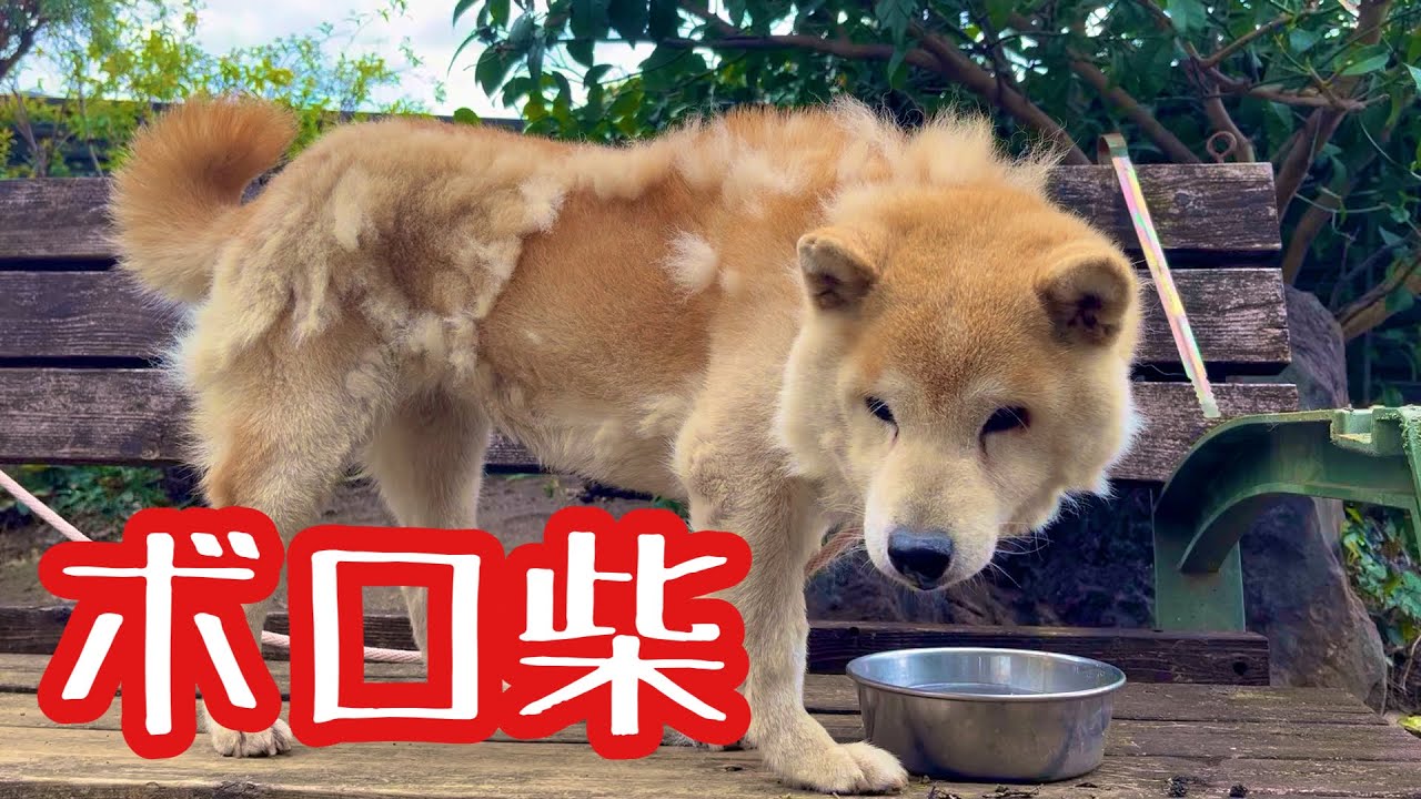 ボロボロになった柴犬の毛を取りました