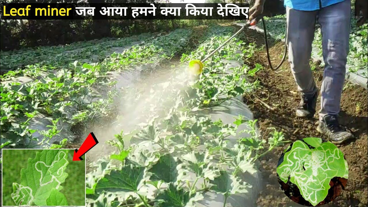 Leaf Miner |तरबूज खरबूज घीया| Leaf miner Control | TAAC
