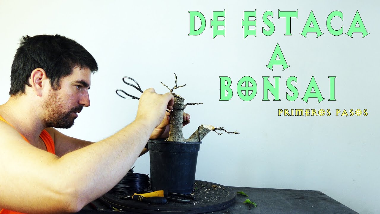 Trabajos de Julio en Estaca de Ficus para Bonsai