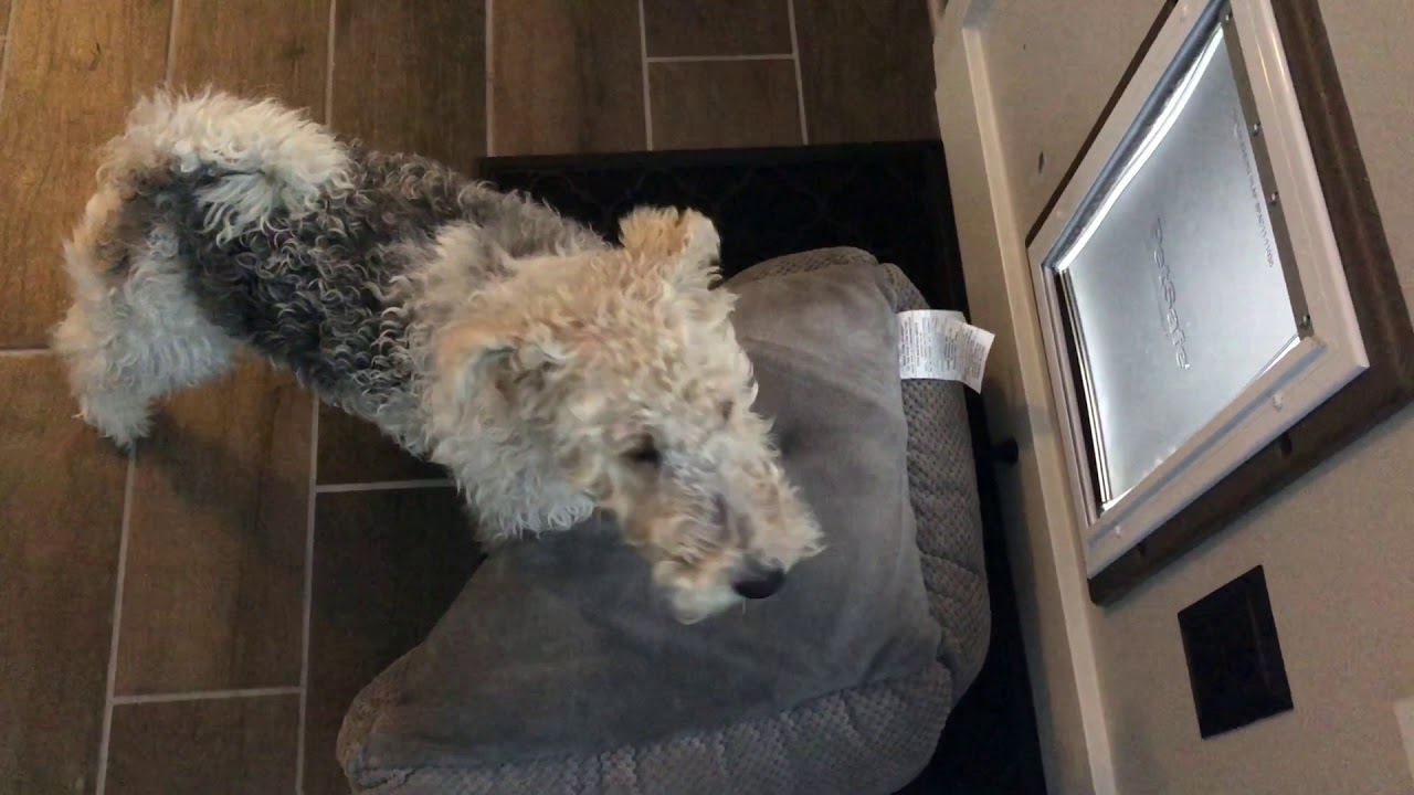 Problem Solving Terrier, Wire Fox