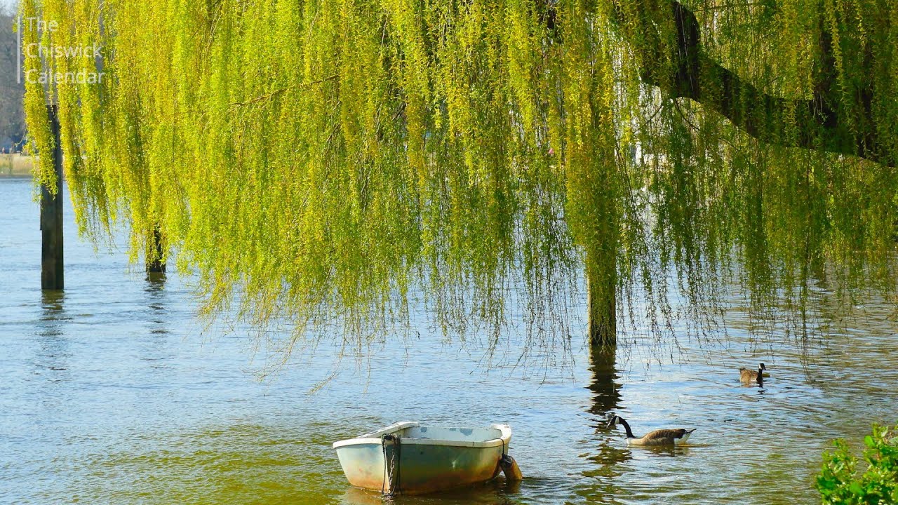 Chiswick Charity Calendar 2016