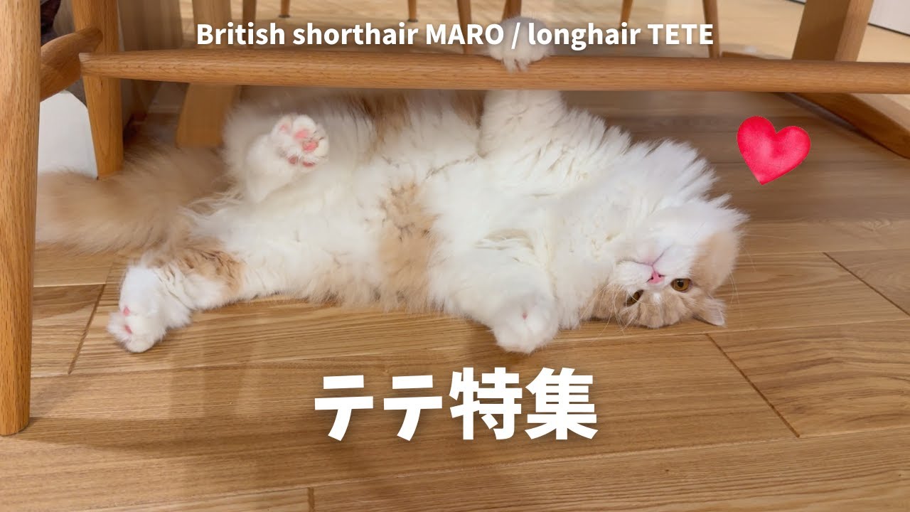 いろんな(ほぼごろごろしてる)テテ集めました  【ブリティッシュロングヘア】