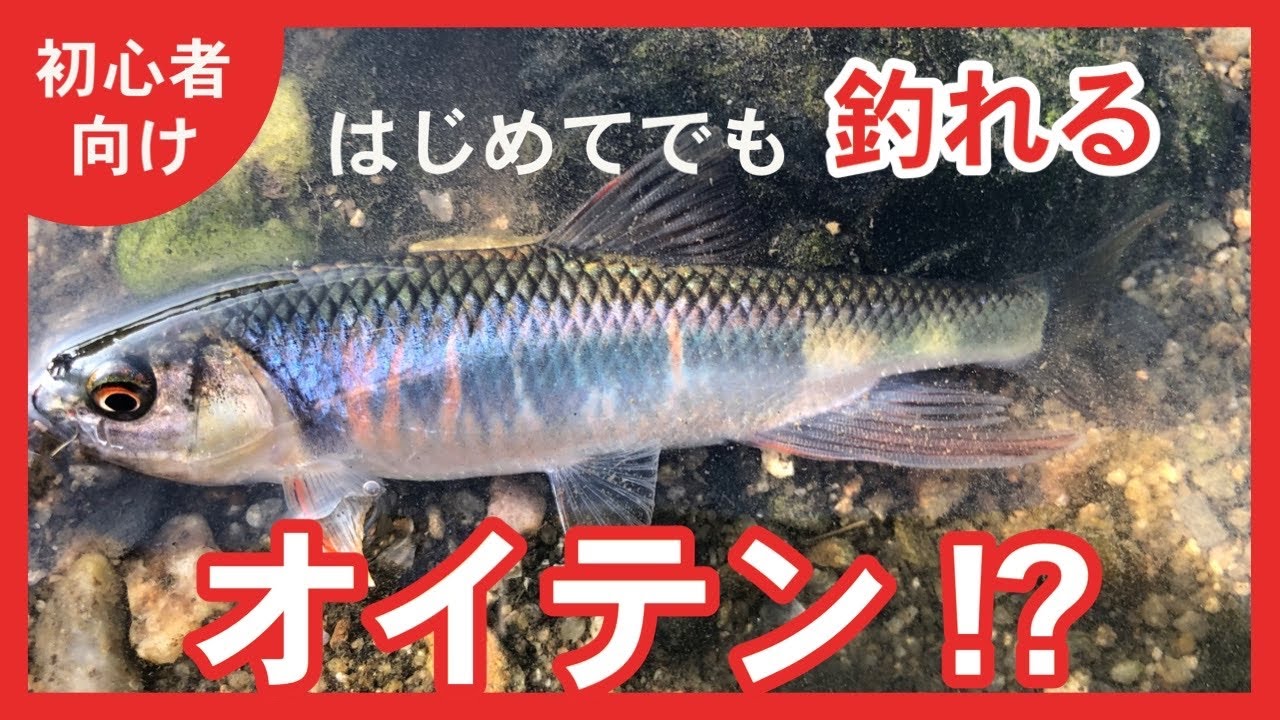【釣り】テンカラ＋オイカワ=🙄オイテン⁉ 2022 10月