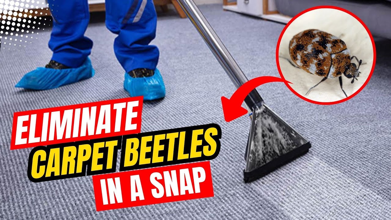 What Is the Fastest Way to Get Rid of Carpet Beetles?