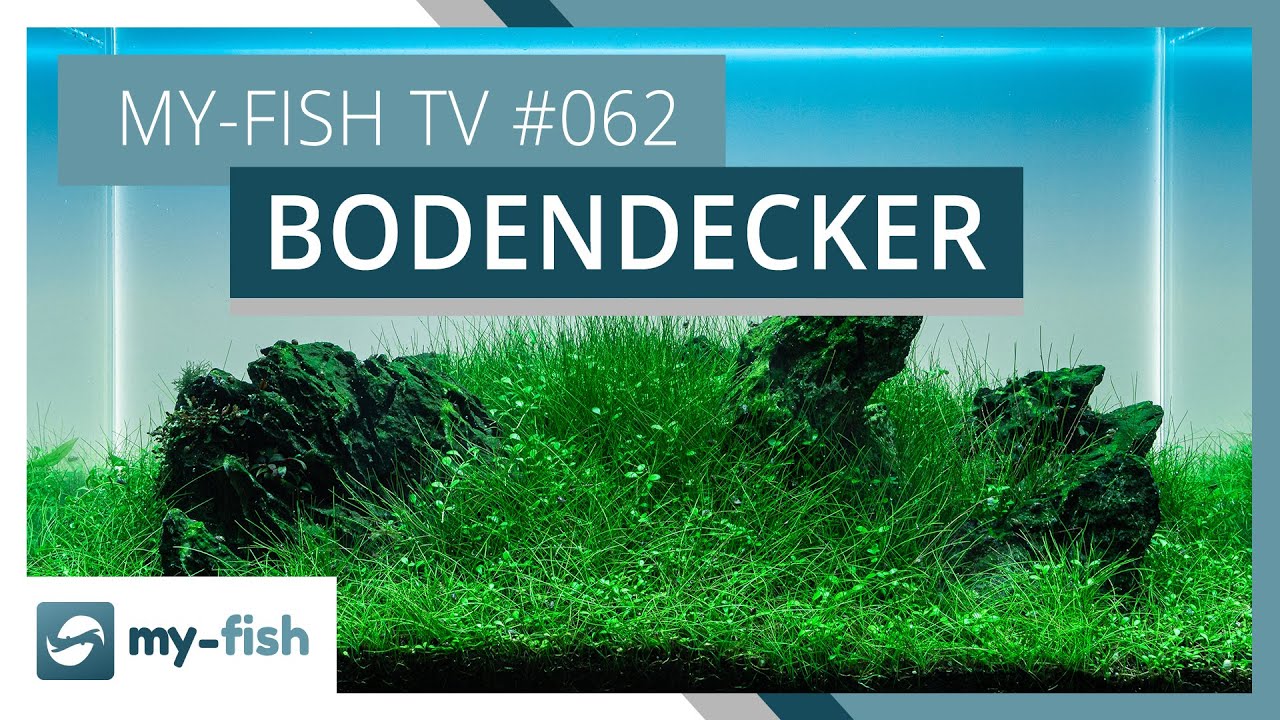 Vordergrundpflanzen & Bodendecker im Aquarium halten | my-fish TV #062