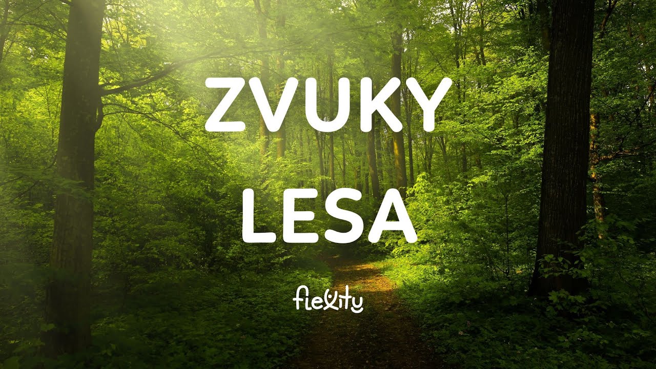 1:10 h Zvuky lesa, Biely &scaron;um, &scaron;um lesa, relaxačn&aacute; hudba na zasp&aacute;vanie | Flexity