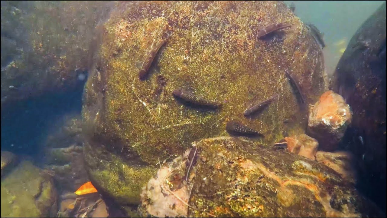 Fishes of Western Borneo