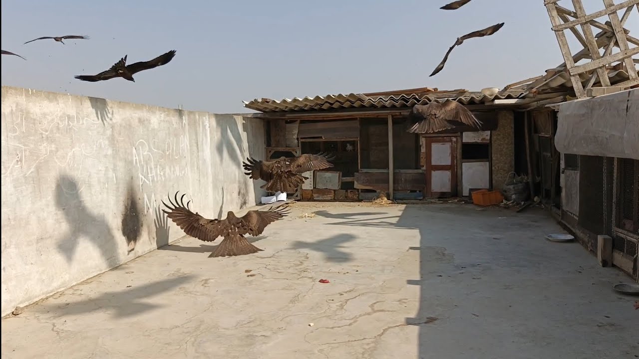 Shazim nay chilo ko Dana pani khilaya eagle🦅 attacks
