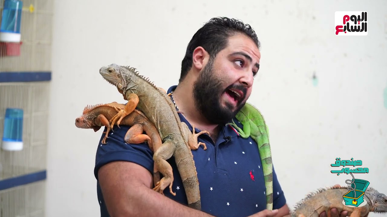 أكبر تعبان اناكوندا في مصر 🐍  مصطفي مربي زواحف وذئب  في بيته