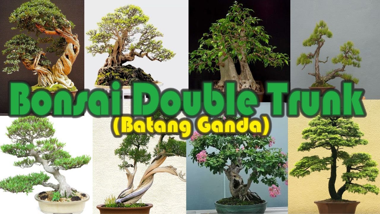 Inspirasi Bonsai Double Trunk/Batang Ganda Terbaik