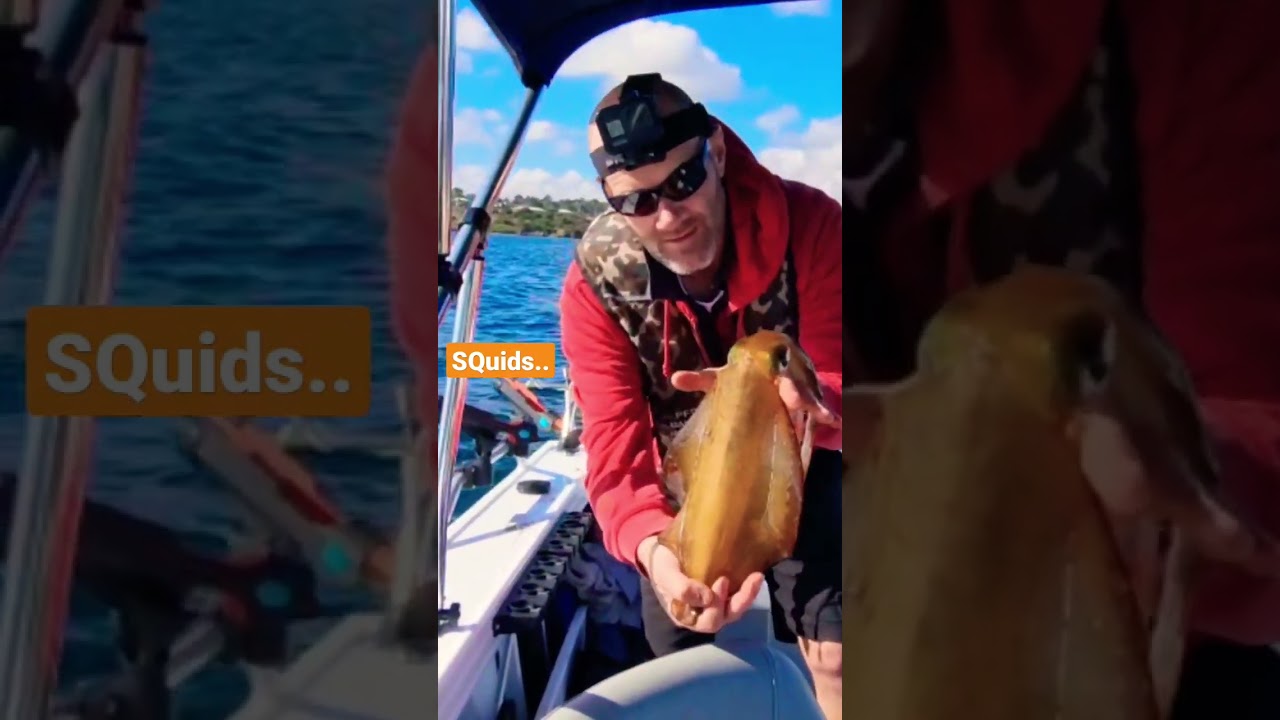 Squid fishing Port Phillip Bay #squidfishing#calamari #Rui #fishing