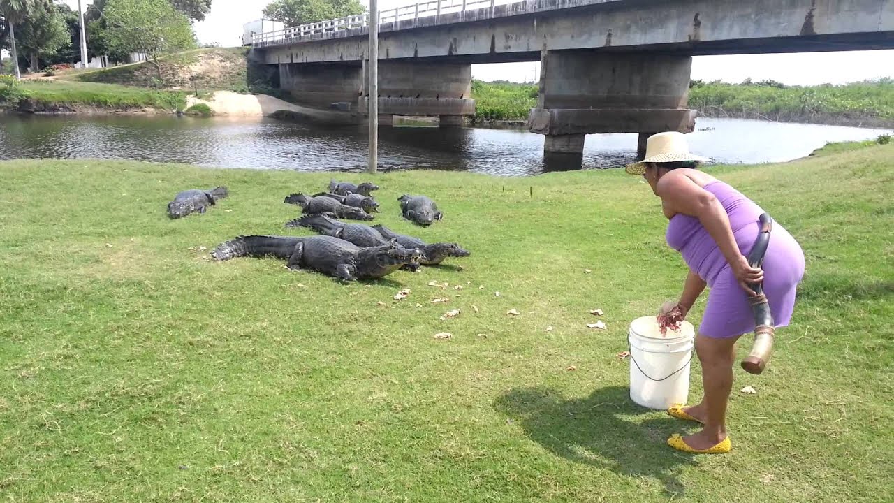 Jóias do Pantanal - Dona Maria chamando Jacarés.