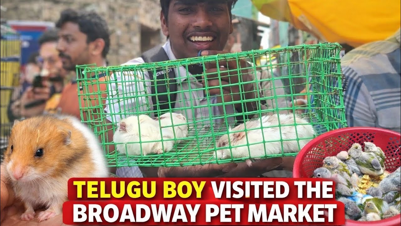 💥Broadway PetMarket teluguboy visited🐹🐈🐹 #teluguvlogs #petmarket #brodwaypetmarket #chennaipetmarket