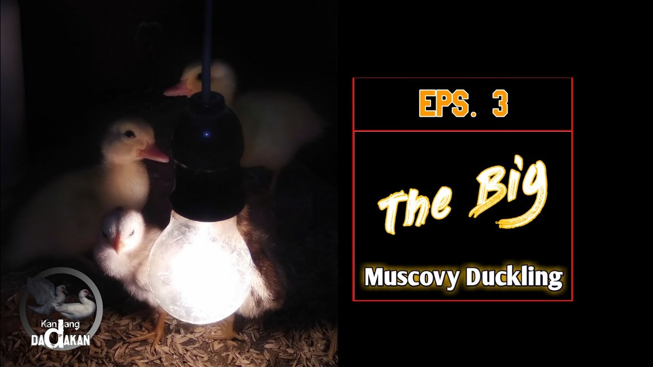 Eps. 3 - Thirty Days Old | The Big Muscovy Duckling - A Filmed Documentary