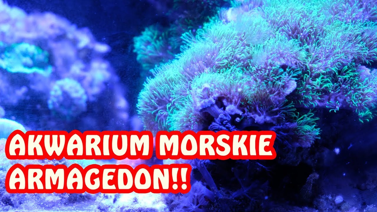 Akwarium morskie - amatorskie - Glony i Zaniedbania Ep. 2