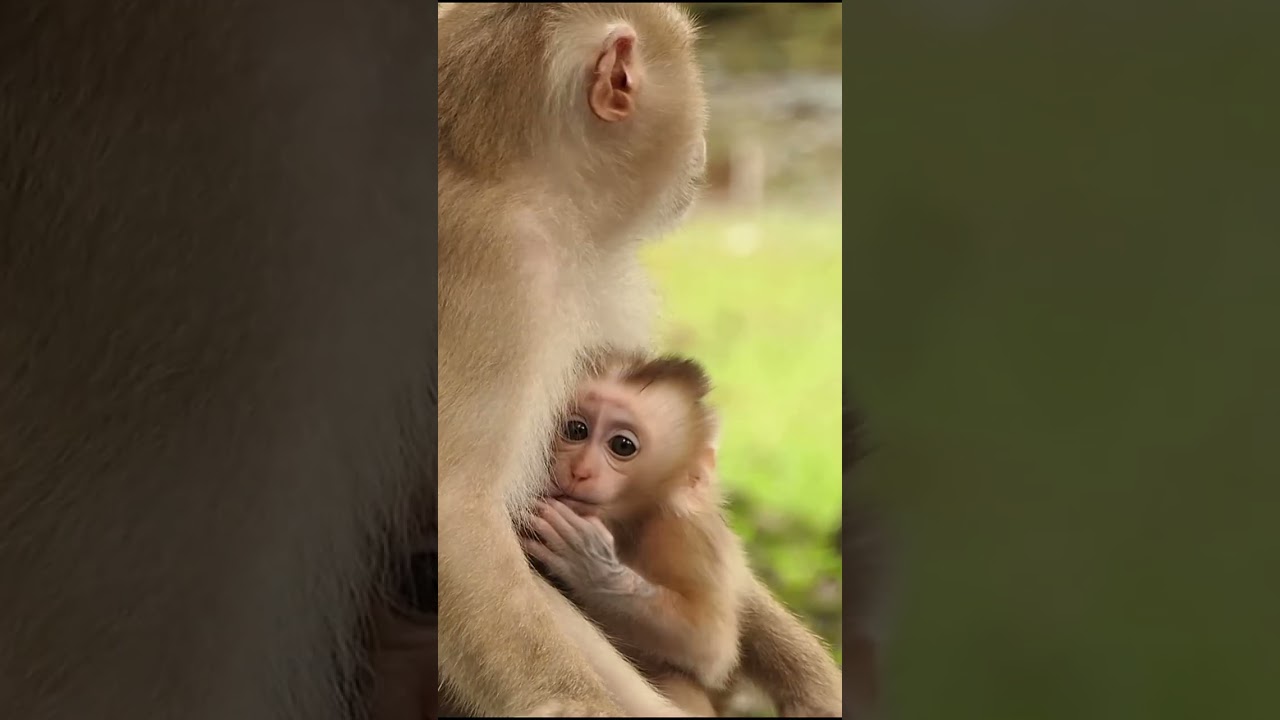 16-09-24 #babymonkeylucas  #monkey #monkeys #lovelybabymonkey #adorablebabymonkey #monkeywildlife