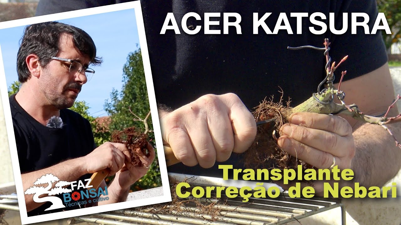 Acer Katsura  - transplante para correção do Nebari