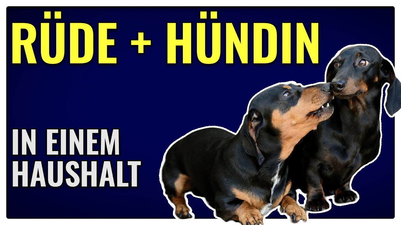 Läufige Hündin und intakter Rüde in einem Haushalt - Was tun? - TGH 378