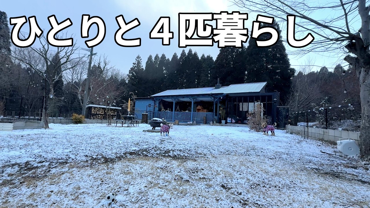 1人と犬２匹子猫２匹でまったりのんびりな田舎暮らし［森の中でひとりと犬猫暮らし］