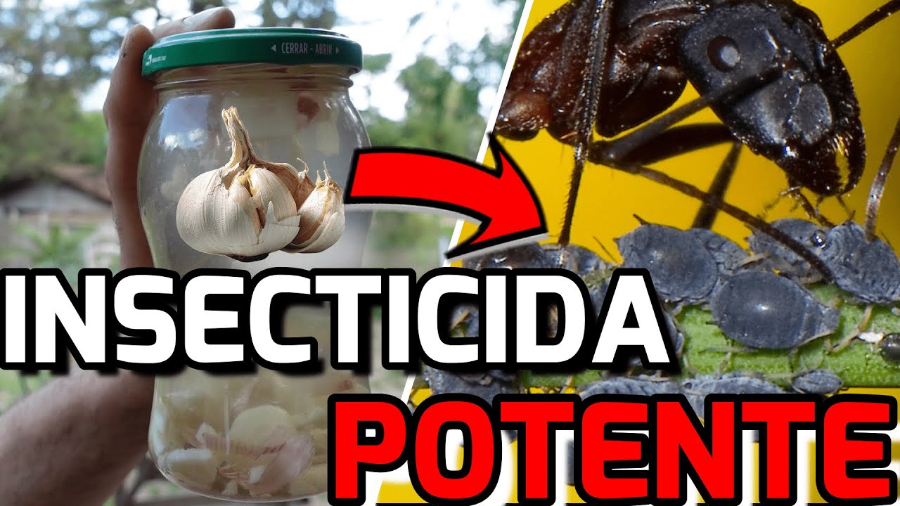 El INSECTICIDA CASERO Para PLANTAS M&aacute;s Potente Del MUNDO | Combatir PLAGAS Con AJO
